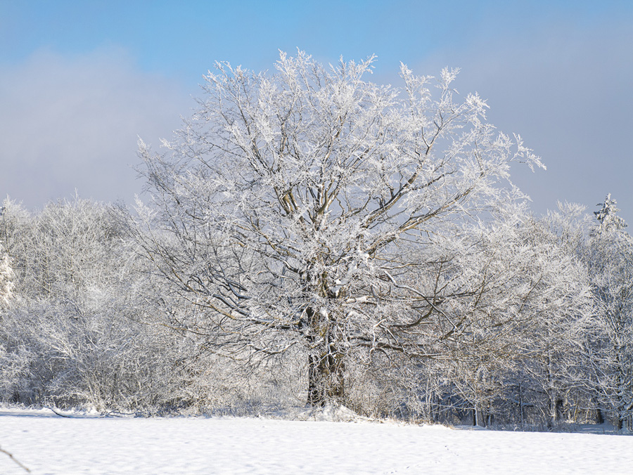 Foto: Thomas Wahle (vogelsbergliebe.de)